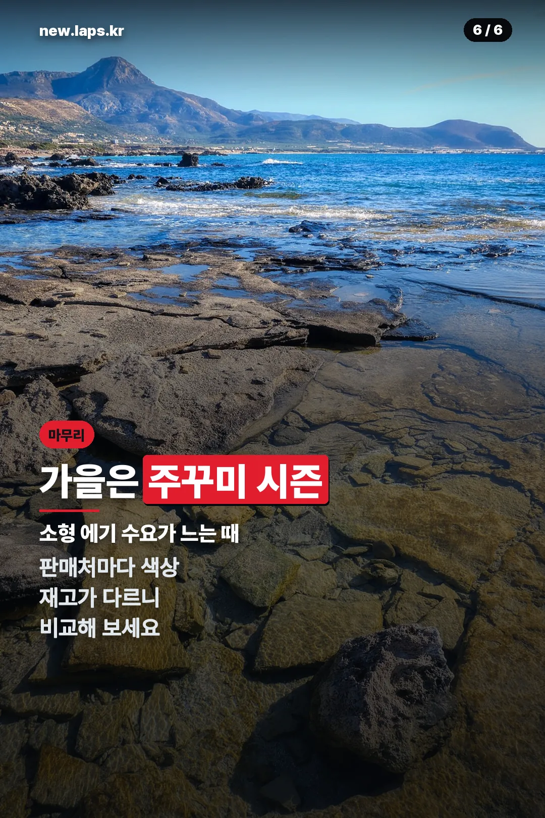 가을 주꾸미 시즌 마무리
