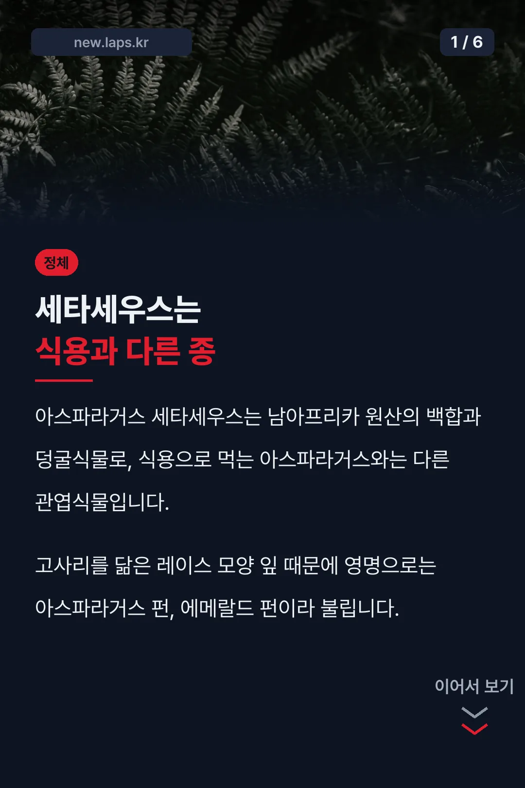 아스파라거스 세타세우스 표지