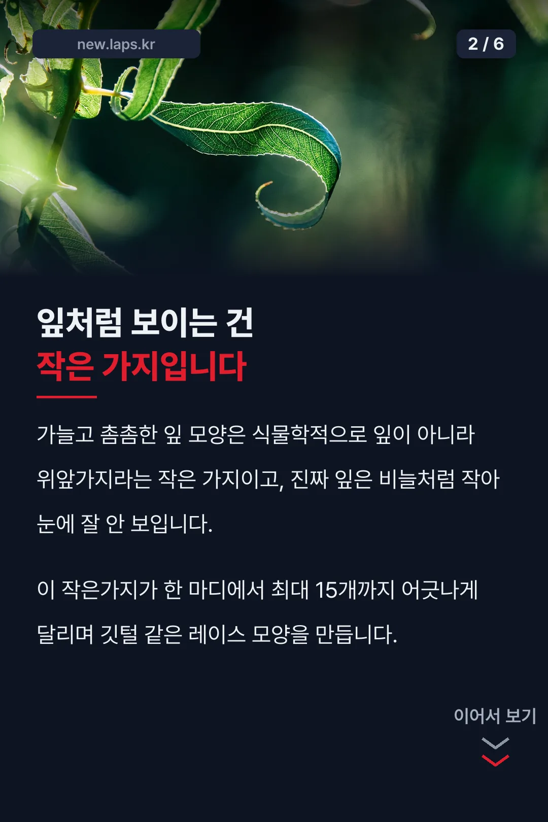 식용 아스파라거스와 다른 점