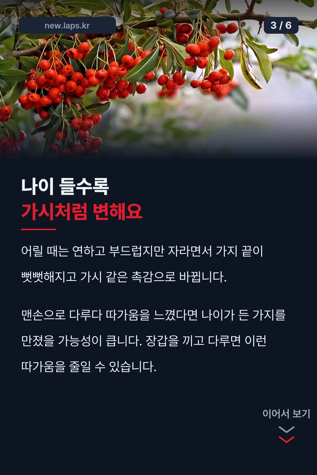 잎처럼 보이는 작은 가지의 정체