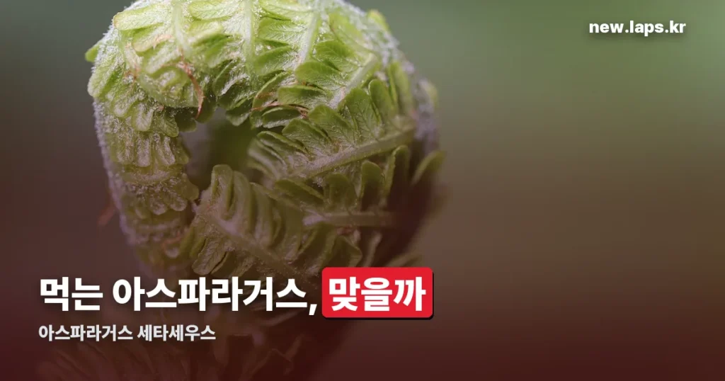 아스파라거스 세타세우스 정리 썸네일